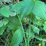 Epipactis helleborine Liść