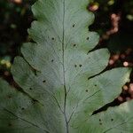 Triplophyllum buchholzii Hoja