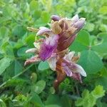 Anacamptis collina Floare