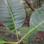 Macoubea guianensis Leaf