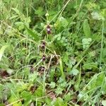 Ophrys insectifera Hábito