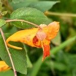 Impatiens capensis Flower