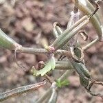 Kalanchoe beauverdii Leaf