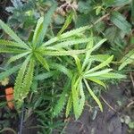 Achillea ptarmicaLeaf