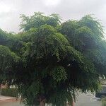 Robinia viscosa Листок