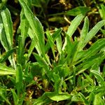 Erysimum odoratum Blad