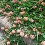 Trifolium fragiferum Συνήθη χαρακτηριστικά