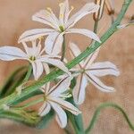 Chlorophytum affine Lorea