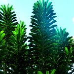 Euphorbia neriifolia Hoja