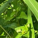 Croton hirtus Leaf