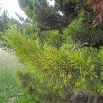 Cupressus macrocarpaLeaf