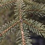 Picea sitchensisDeilen