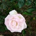 Rosa lucieae花