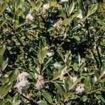 Salix phylicifolia Ffrwyth