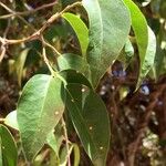 Olax dissitiflora Leaf