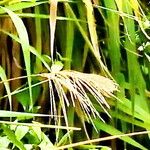 Miscanthus