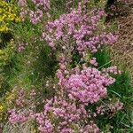 Erica australis Tabia