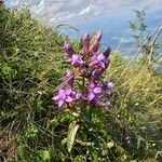 Gentianella germanica Flor