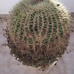 Echinocactus grusonii Folio