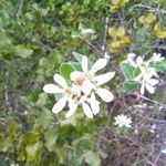 Amelanchier ovalis Fleur