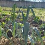 Allium porrum Leaf