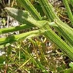 Crepis conyzifolia Bark