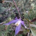 Clematis alpinaVirág