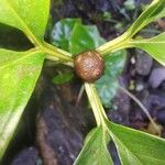 Amorphophallus bulbiferFruit