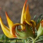 Lotus maculatus Flower