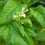 Nicotiana tabacum Blomma