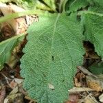 Salvia austriaca Leaf