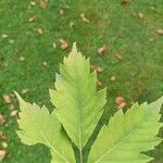 Acer cissifolium Folha