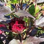 Hibiscus sabdariffa Flower