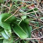 Neottia ovata Blüte