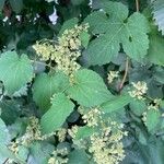 Humulus scandens Листок