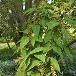 Acer davidii Plante entière