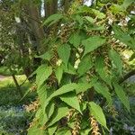 Acer davidii Habit