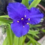 Tradescantia virginiana Flower