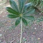 Jacaratia spinosa Leaf