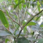 Guadua paniculata چھال