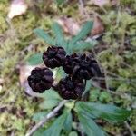 Chimaphila umbellata Φρούτο