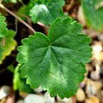 Pelargonium otavienseLeaf