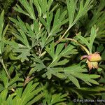 Paeonia californica Агульны выгляд