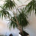 Dracaena reflexaNatur