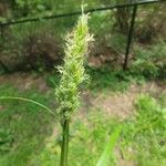 Carex stipata Ostatní