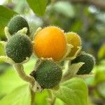 Solanum abutiloides Fruit