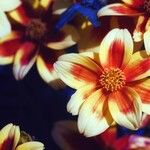 Dahlia pinnata Цветок