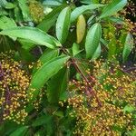 Miconia longifolia Лист
