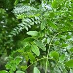 Gleditsia sinensis Folio