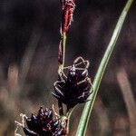 Carex saxatilis 花